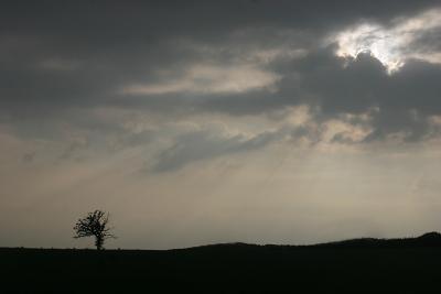 July 22 2005: Treeline at Wood Street