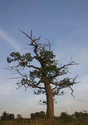 August 9 2005: Skeletal