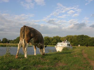 August 14 2005: Grazing