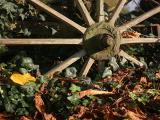 October 30 2005: <br> Stuck in the Leaves