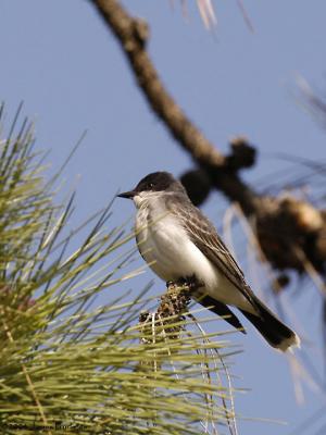 Eastern Kingbird