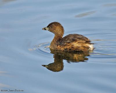 Pied-billed Grebe