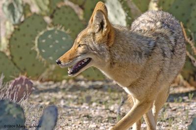 Coyote