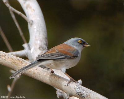 Yellow-eyed Junco