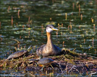 Red-necked Grebe