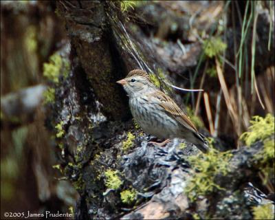 Chipping Sparrow