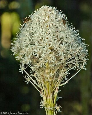 Bear Grass