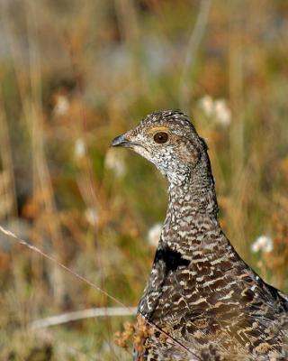 Blue Grouse