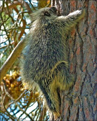 Porcupine