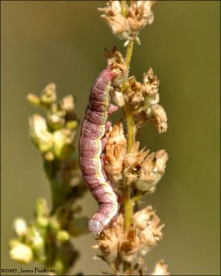 Pink Caterpillar
