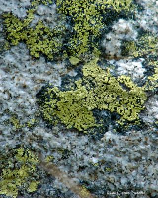 Lichen on Granite
