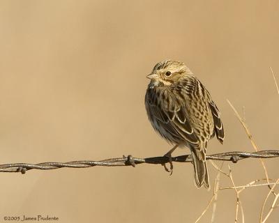 Savannah Sparrow