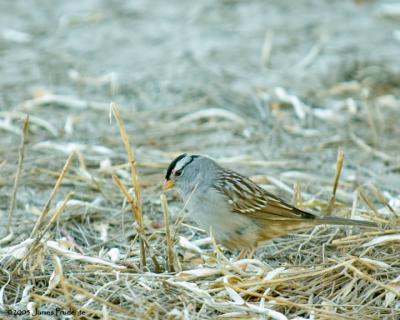 White-crowned Sparrow