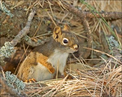 Red-Squirrel