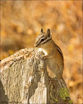 Chipmunk