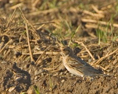 Lapland Longspur