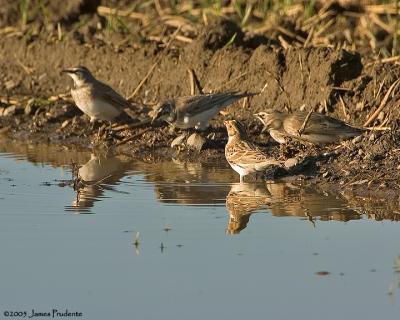 Lapland Longspur and Horned Larks