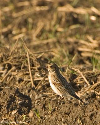 Lapland Longspur