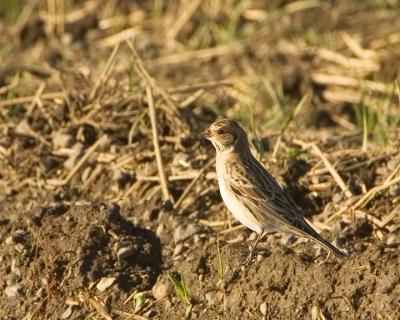 Lapland Longspur