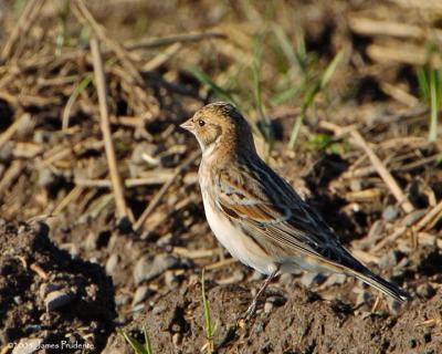 Lapland Longspur