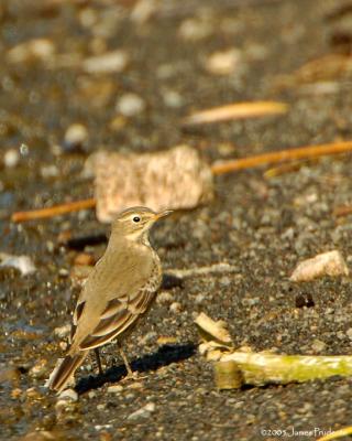 American Pipit