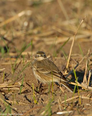 American Pipit