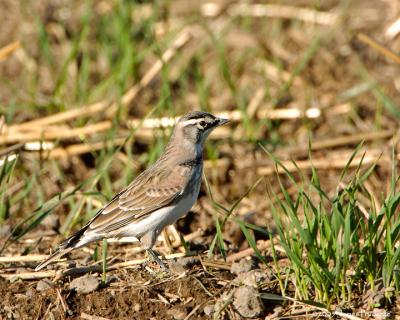 Horned Lark