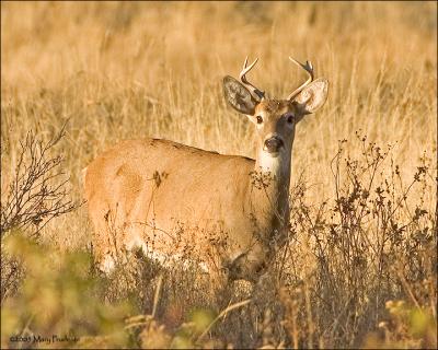 WhiteTail