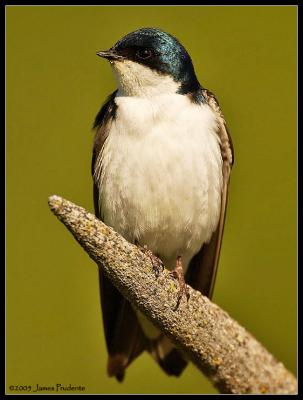 Tree Swallow