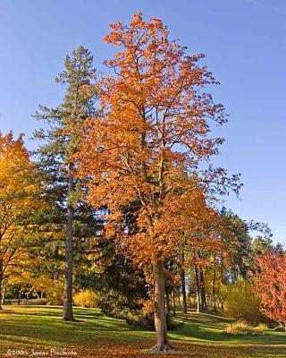 Finch Arboretum