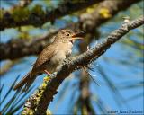 House Wren