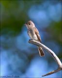 Western Wood-Pewee