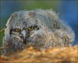 Great Horned Owl