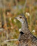 Blue Grouse
