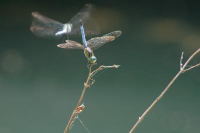 Blue Dashers