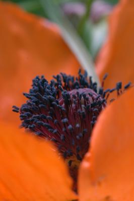 Poppy