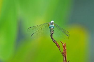 Blue Dasher