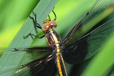 Widow Dragonfly