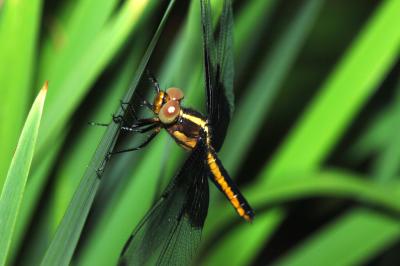 Widow Dragonfly