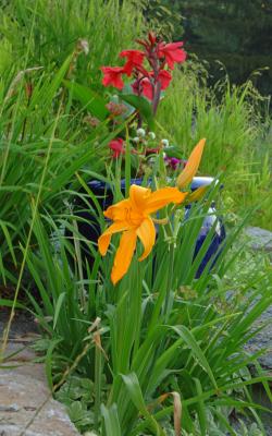 Daylily, Canna
