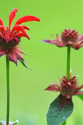 Bee Balm