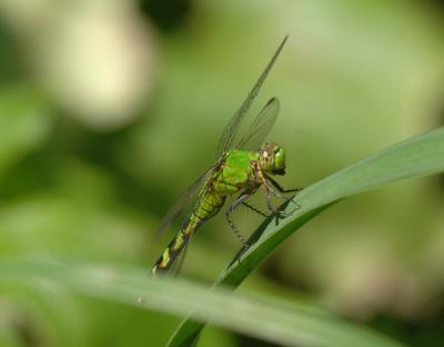 Green Clearwing