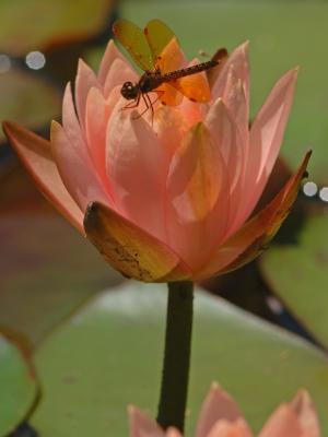 Amberwing on Water Lily