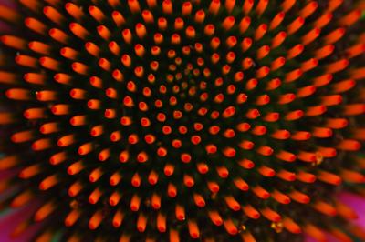Coneflower