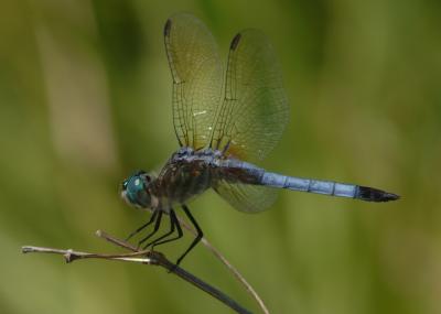 Blue Dasher