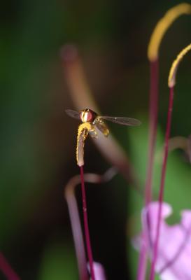 Tiny . . . Wasp? . . .  on Cleome stamen