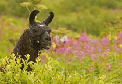 v3/50/53750/3/47954019.2215Llamas.jpg