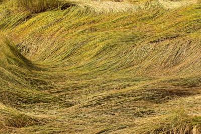 v3/50/53750/3/47954049.3278MarshGrass.jpg