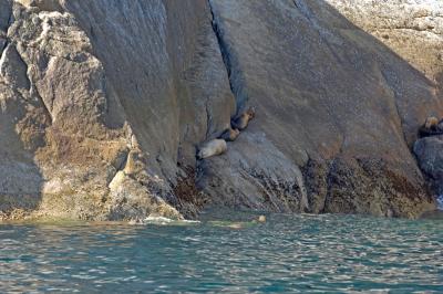 v3/50/53750/3/47959263.ResurrectionSeaLions4771.jpg