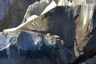 v3/50/53750/3/47959264.ResurrectionSeaLions4775.jpg